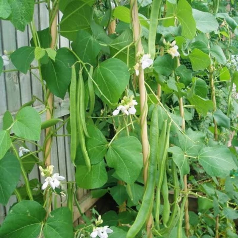 Hạt giống đậu cove siêu dài Runner hoa đỏ- Lady hoa trắng