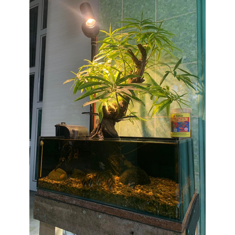 Cây rù rì thủy sinh , biotop 20-25 cm