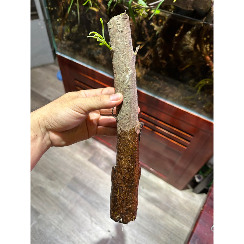 Cây rù rì thủy sinh , biotop 20-25 cm