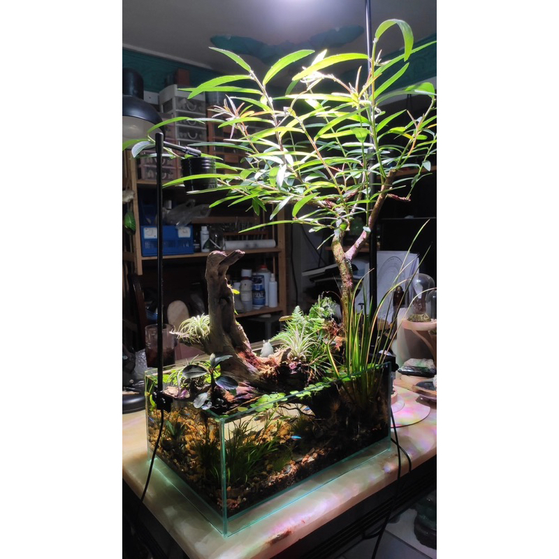 Cây rù rì thủy sinh , biotop 20-25 cm