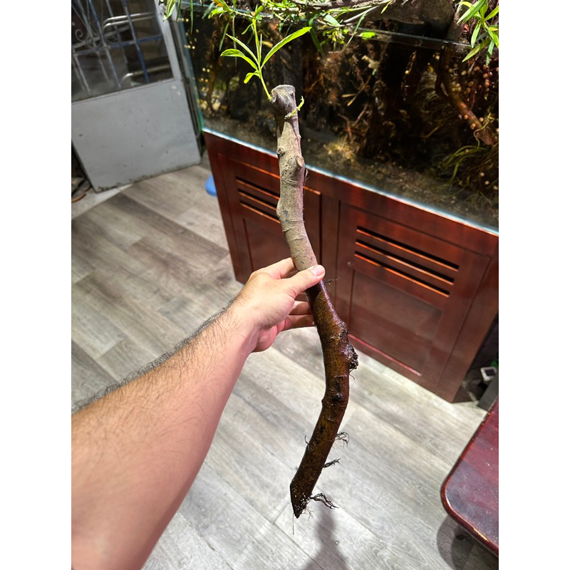 Cây rù rì thủy sinh , biotop 20-25 cm
