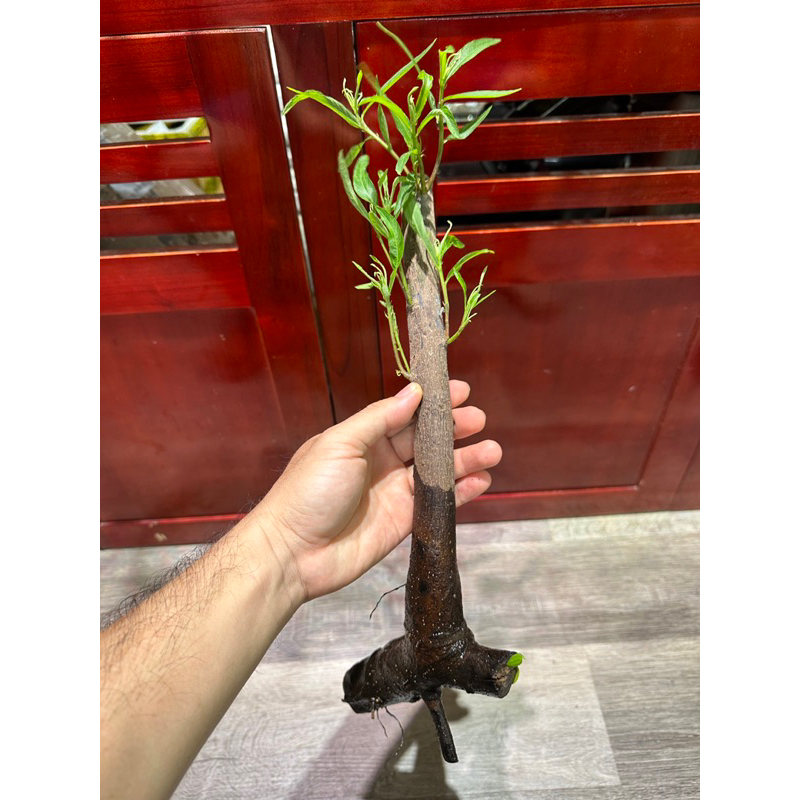 Cây rù rì thủy sinh , biotop 20-25 cm