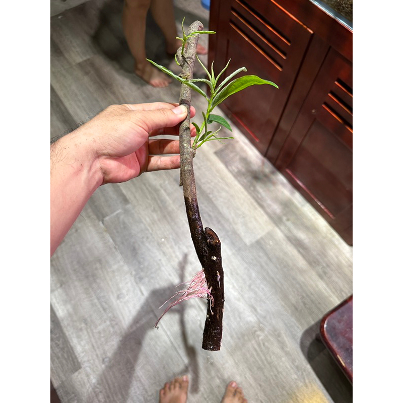 Cây rù rì thủy sinh , biotop 20-25 cm