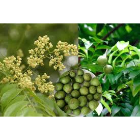 Cây sấu ta lấy quả