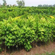 CÂY SẤU TA LẤY QUẢ (CAO 60-70CM)