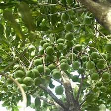 CÂY SẤU TA LẤY QUẢ (CAO 60-70CM)