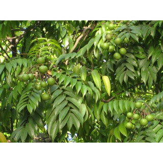 CÂY SẤU TA LẤY QUẢ (CAO 60-70CM)