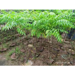 CÂY SẤU TA LẤY QUẢ (CAO 60-70CM)