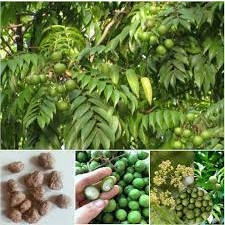 CÂY SẤU TA LẤY QUẢ (CAO 60-70CM)