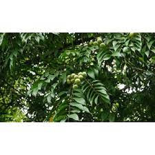 CÂY SẤU TA LẤY QUẢ (CAO 60-70CM)