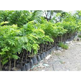 CÂY SẤU TA LẤY QUẢ (CAO 60-70CM)