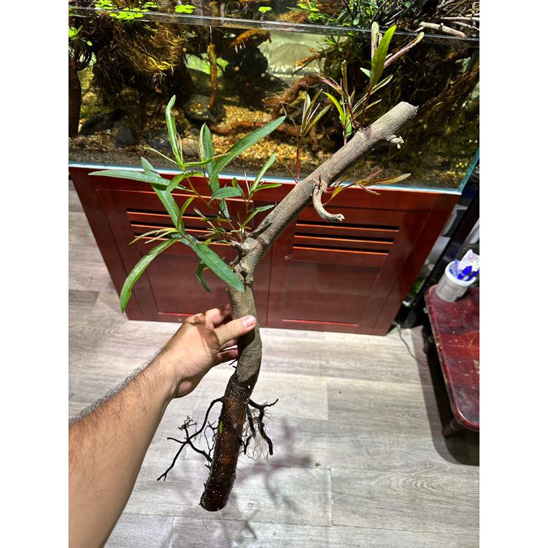 Cây rù rì thủy sinh , biotop 20-25 cm