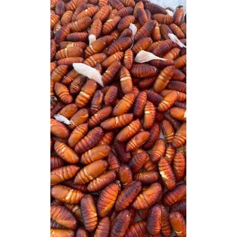 Nhộng Tươi Cho Chim cảnh, mồi tươi cho vành khuyên