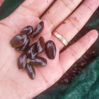100gram hạt giống mãng cầu gai