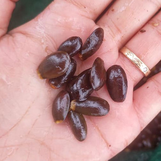 50gram hạt giống mãng cầu gai, mãng cầu xiêm