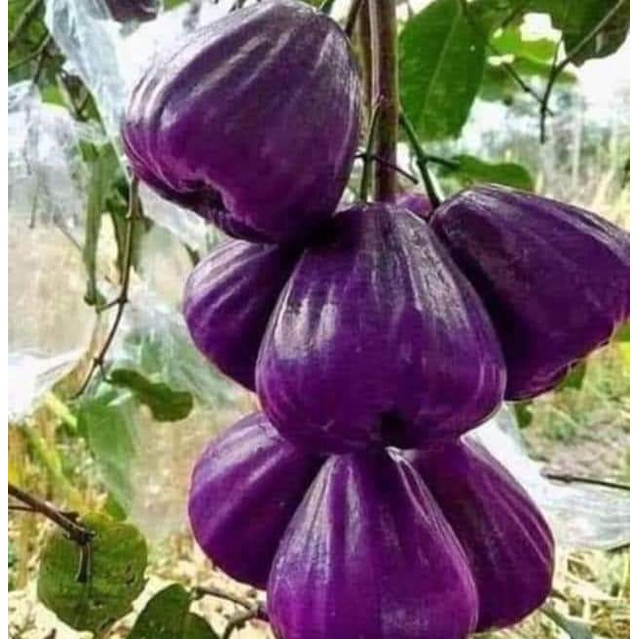 Cây giống mận tím roi trái sớm