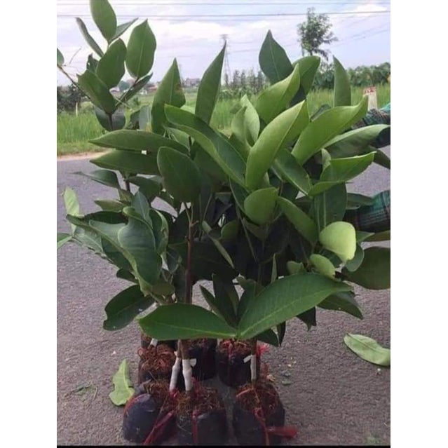 Cây giống mận tím roi trái sớm