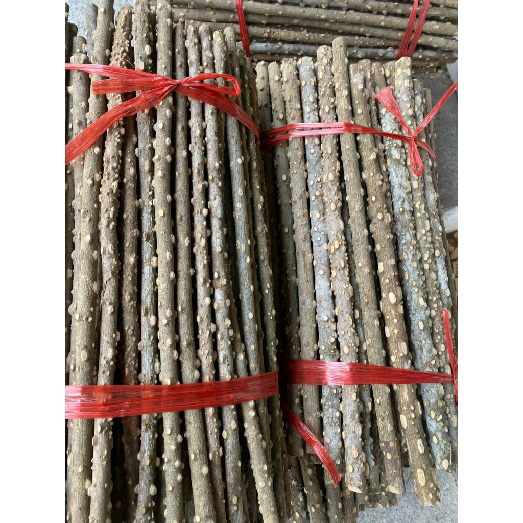 Cầu gạo thẳng cao cấp cho các loại chim chào mào , chích chòe , họa mi , khướu