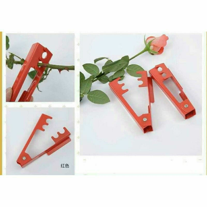 Kìm tuốt gai và lá hồng)