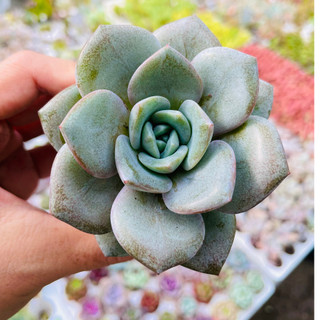 Sen đá bông hồng xám SEN ĐÁ PHƯƠNG ANH size 6-8cm, cây cảnh để bàn, lỗi 1 đổi 1