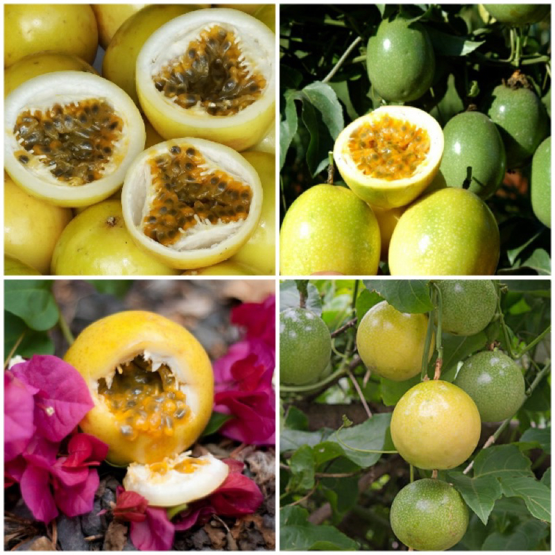 HẠT GIỐNG CHANH DÂY VÀNG - 5 hạt/ gói