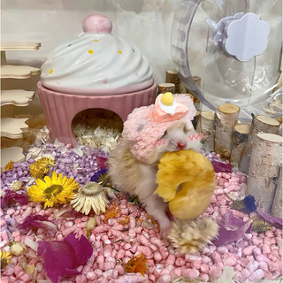 Nón cho hamster ,sóc ,… (có sẵn)