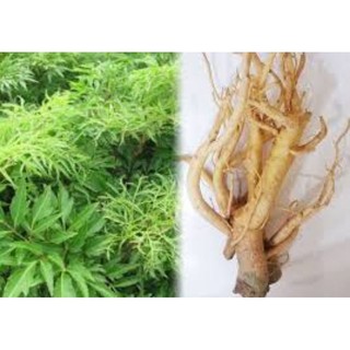 Combo 10 cây giống đinh lăng nếp