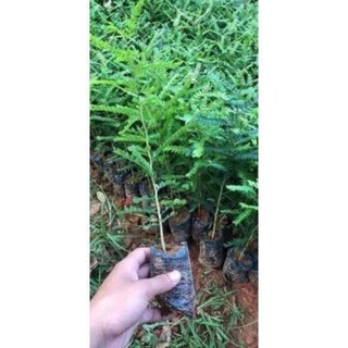 Cây Giống Bồ Kết Nếp Cao 50-60cm(video ảnh thật)
