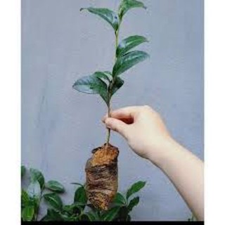 Combo 10 cây giống chè xanh Thái F1
