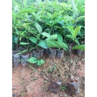 Combo 10 cây giống ba kích tím F1