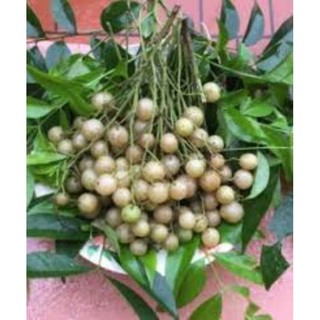 Combo 5 cây giống mắc mật