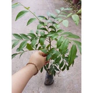 Combo 5 cây giống mắc mật