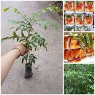 Combo 5 cây giống mắc mật