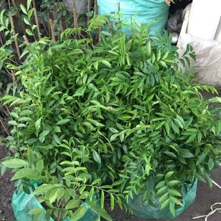 Combo 5 cây giống mắc mật