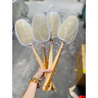 Cây chà lưng thái lan