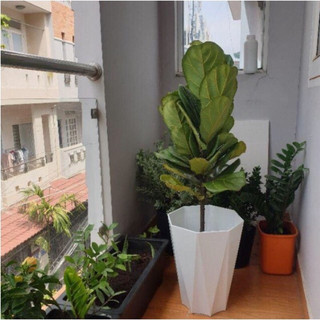 Combo 3 Chậu nhựa kim cương 40x30cm loại 1 dày, bóng, đủ size,chậu kim cương siêu đẹp