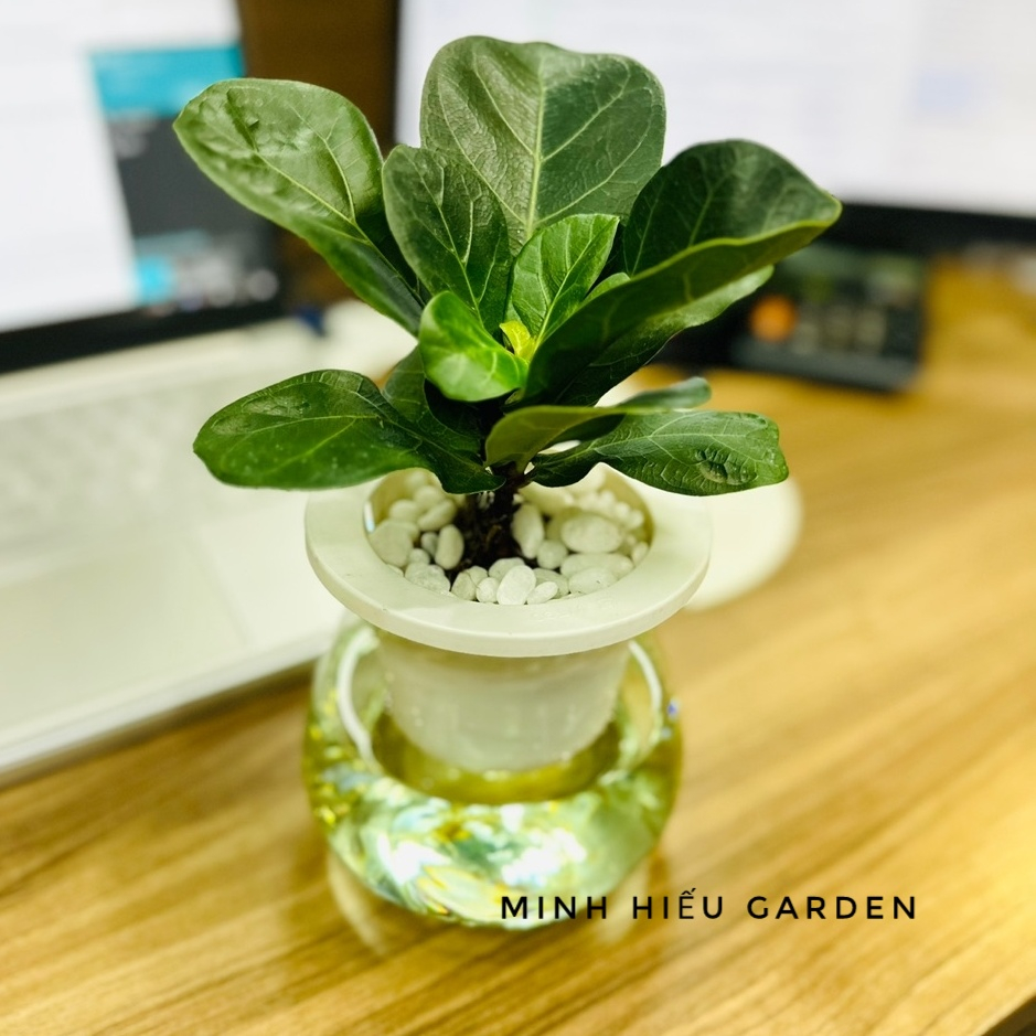Cây bàng singapore thủy sinh trang trí bàn học, bàn làm việc