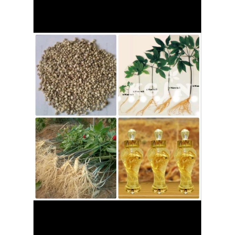 Hạt giống Nhân sâm Hàn Quốc 10H