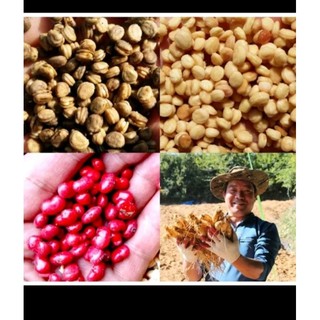 Hạt giống Nhân sâm Hàn Quốc 10H