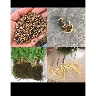 Hạt giống Nhân sâm Hàn Quốc 10H