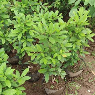Cây thần kỳ giống 🌰🌰 TẶNG LỌ SIÊU KÍCH RỄ  🌰🌰 Số lượng có hạn