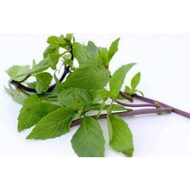 Hạt giống Rau Quế 5GR