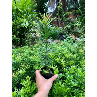 Cây Tùng La Hán (ảnh Thật), Boiboi.Organic, Cây Trong Bầu Đất, Rễ Mạnh