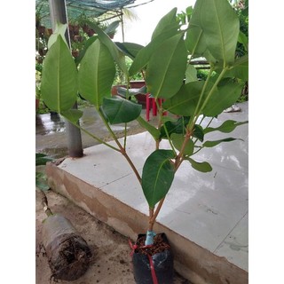 Cây Mận xanh tam hoa
