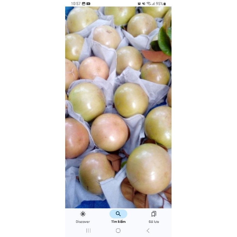 Cây Vú sữa bơ hồng