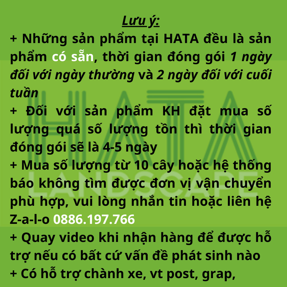 CÂY PHÚ QUÝ VÀNG VÀ ĐỎ giúp mang mại may mắn, màu sắc rực rỡ tạo không gian xanh và thoáng mát. Hatagarden