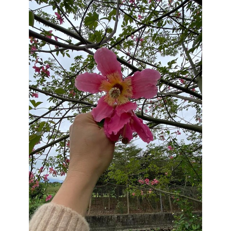 Cây mỹ nhân