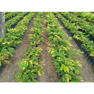 Cây giống cẩm lai đỏ