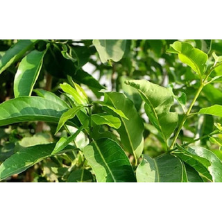 LÁ VỐI NẾP TƯƠI/KHÔ