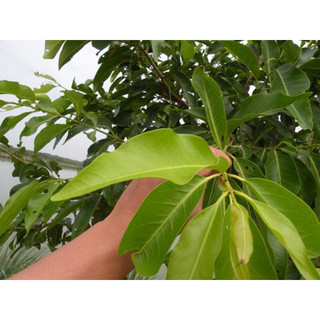 LÁ VỐI NẾP TƯƠI/KHÔ